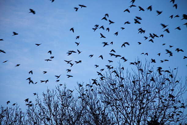 istock dance of the starlings 504638372