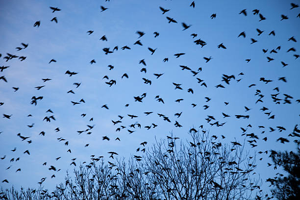 istock dance of the starlings 504638442