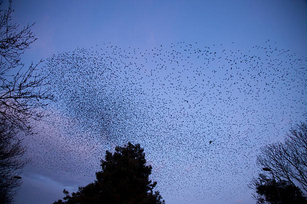 istock dance of the starlings 504638786