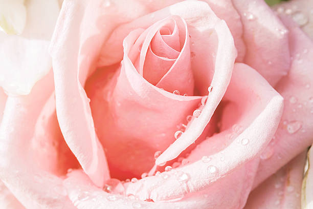 istock pink rose flowers for background 504640082