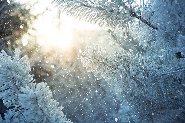 замороженный сосновые ветки. зима в лесу - photography branch tree day стоковые фото и изображения