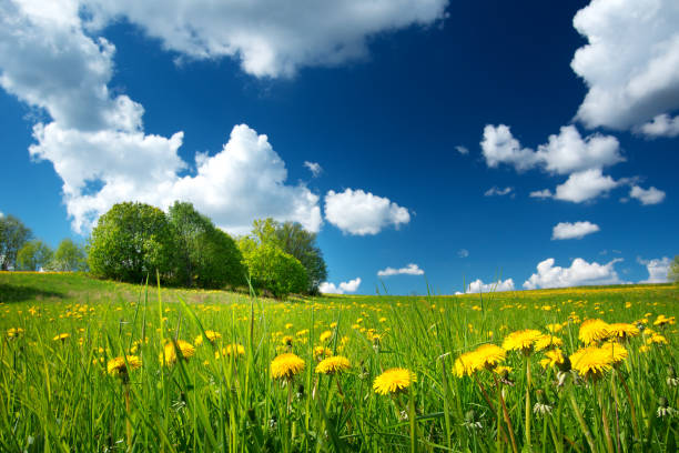 istock Field with dandelions and blue sky 504643594