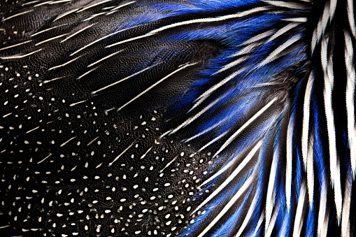 Detailed texture of white and blue pheasant feathers