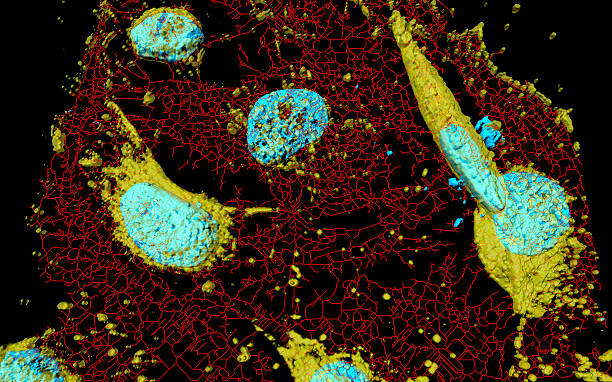 istock HeLa cervical cancer cells 504644306