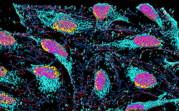 istock HeLa cervical cancer cells 504644388