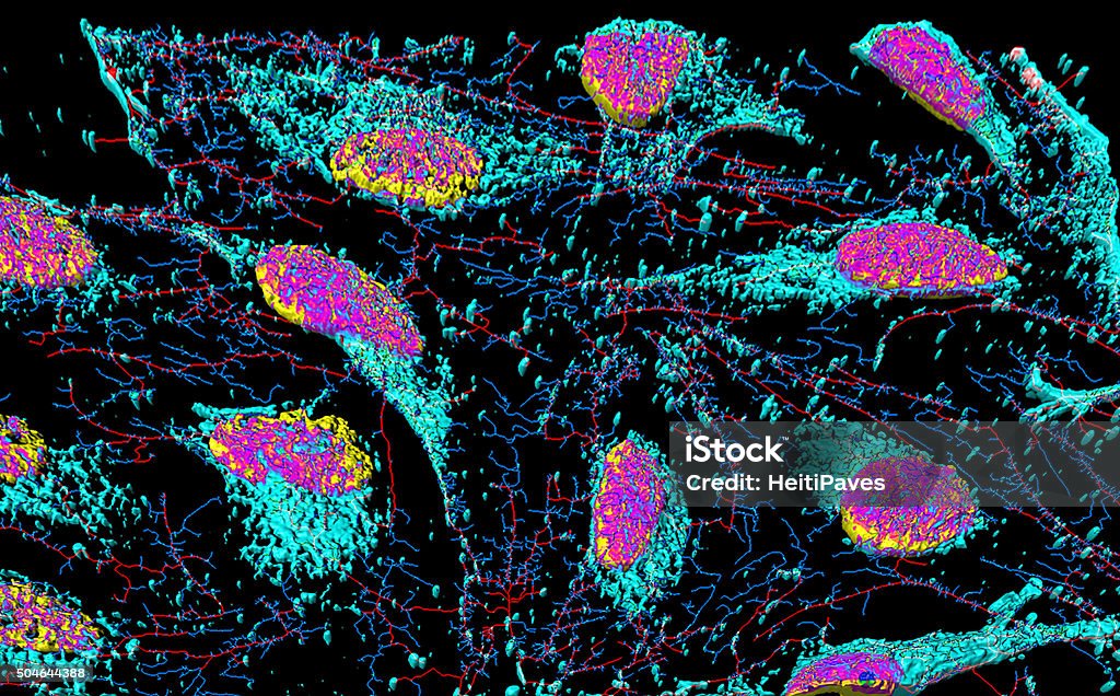 HeLa cervical cancer cells Nuclei, microfilaments and membrane particles in HeLa cells. HeLa Cells Stock Photo
