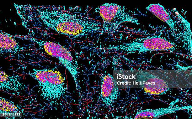 Hela Cervical Cancer Cells Stock Photo - Download Image Now - HeLa Cells, Cervical Cancer, Biological Cell