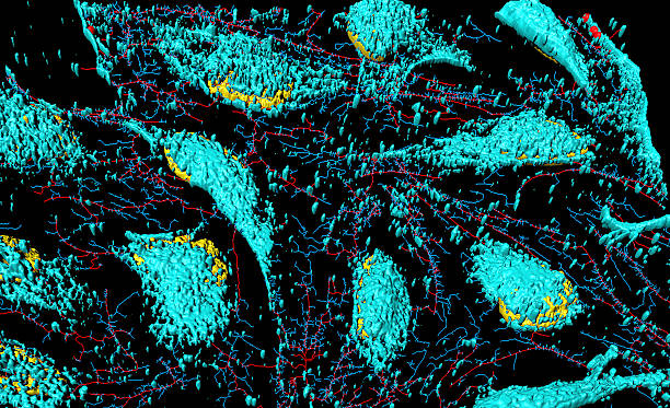 istock HeLa cervical cancer cells 504644426