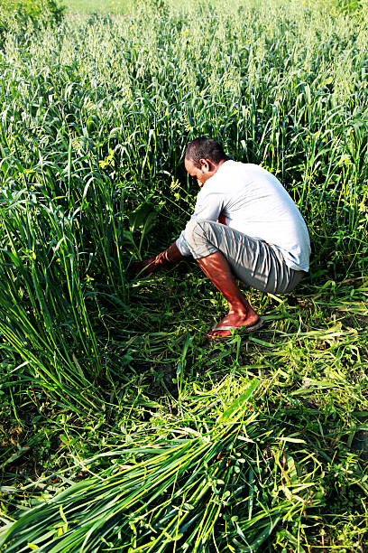 agriculteur coupe crop - monoculture working busy action photos et images de collection