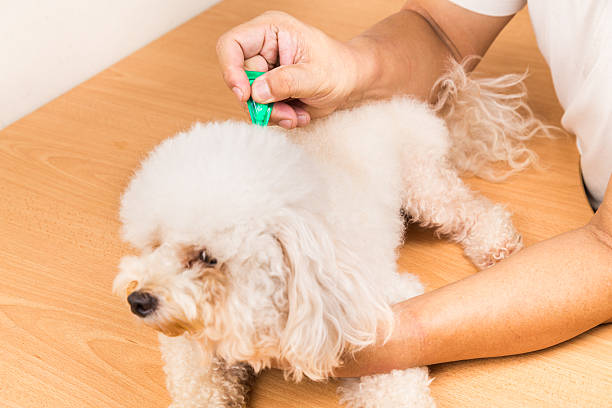 istock Vet applying ticks, lice and mites control medicine on dog 504645944