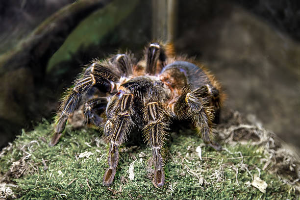 istock exotic animal spider theraphosa blondi 504646352