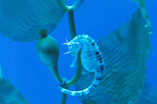Pregnant common seahorse (spotted seahorse)