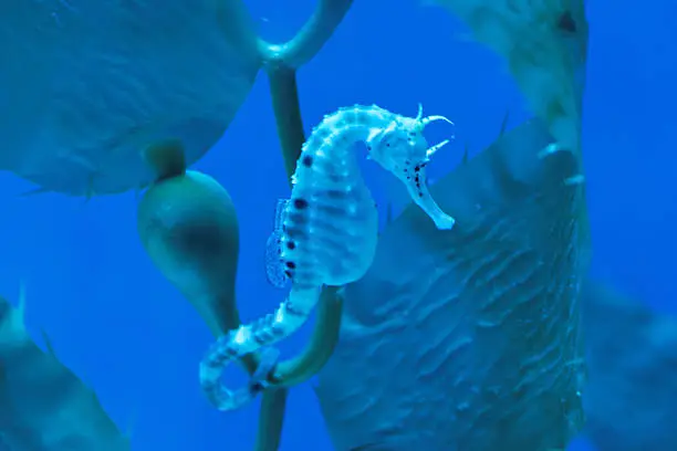 Big-belly seahorse or pot-bellied seahorse, Hippocampus abdominalis, is one of the largest seahorse species.