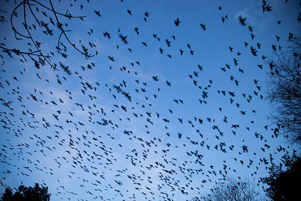 istock dance of the starlings 504647072