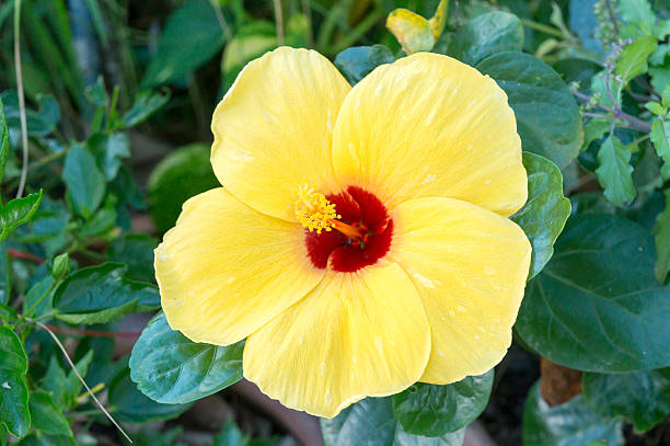 istock Colorful Yellow Hibicus mutabilis flower 504647382