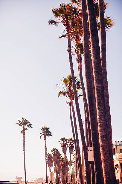 istock Palm trees in California 504647402