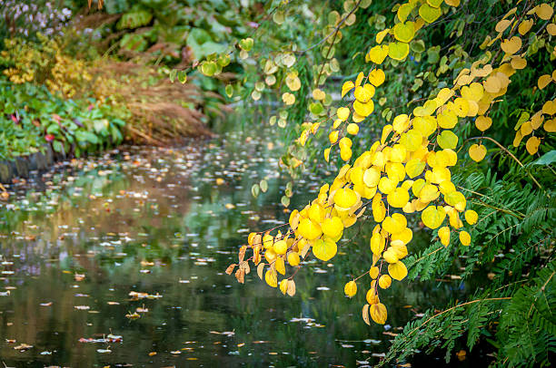 Shrub leaves turing a golden yellow indicating that summer is over 