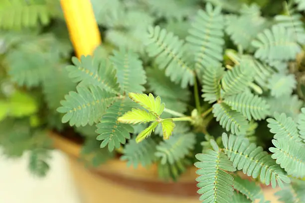 Photo of Mimosa Pudica L