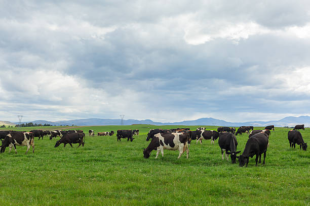 istock Cows grazing on a green meadow 504648790