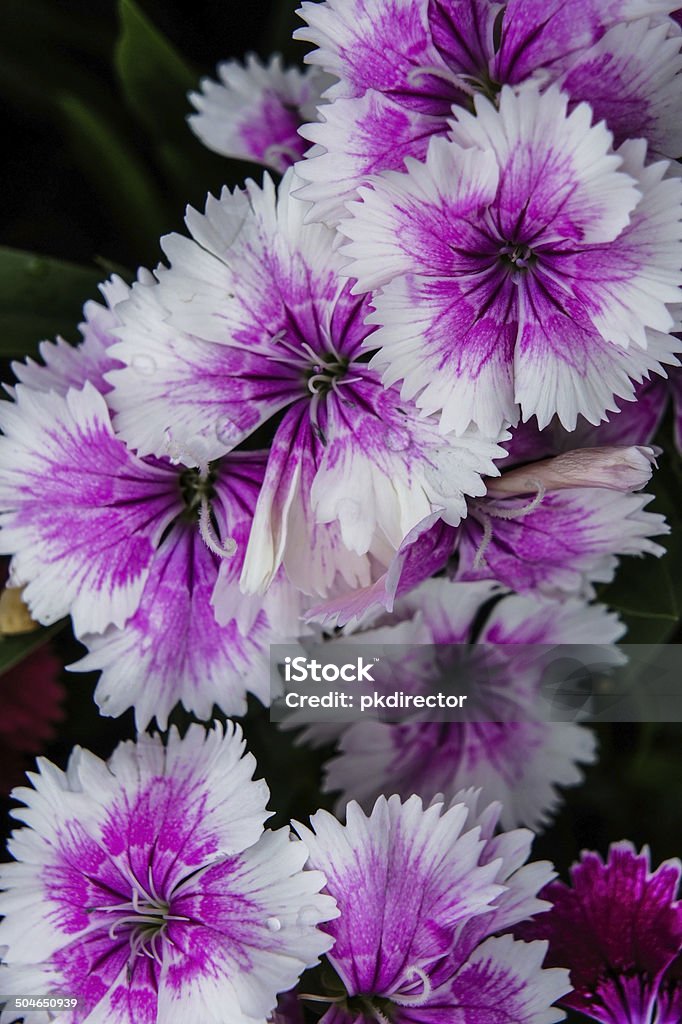 Petunia hybrid SONY DSCPetunia hybrid in the garden of thailand Agriculture Stock Photo