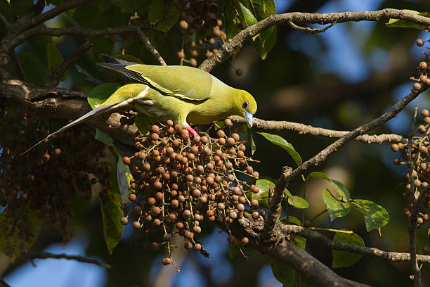 Pin-tailed green pigeon bird in Nepal species Treron apicauda chitwan national park photos stock pictures, royalty-free photos & images