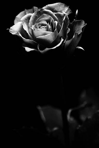 istock black/ white picture of an red rose with green leafs 504652811