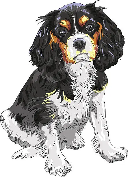 Vector illustration of Vector dog Cavalier King Charles Spaniel bre