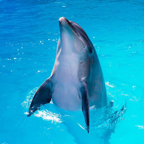 istock dolphins swim in the pool close-up 504654731