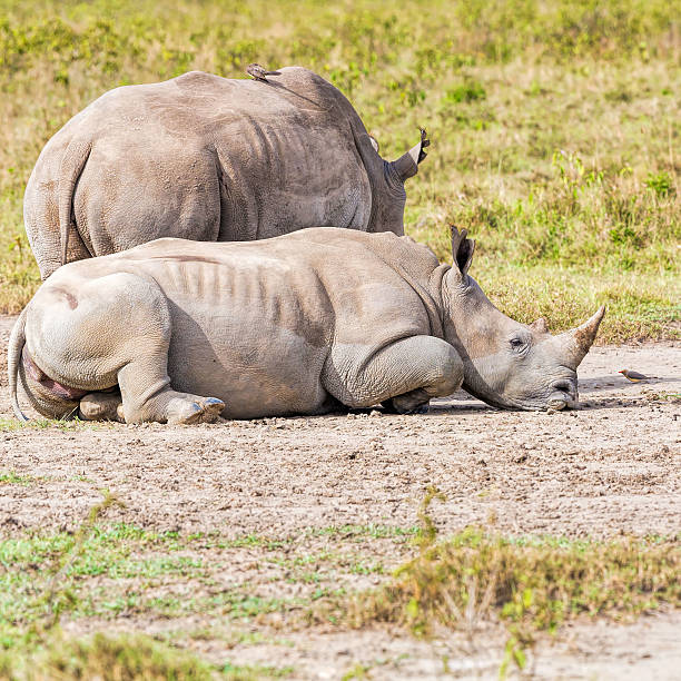 istock White Rhinos with red-billed Oxpecker 504654857
