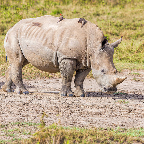 White rhinoceros at Lake Nakuru National Park in Kenya - double horns