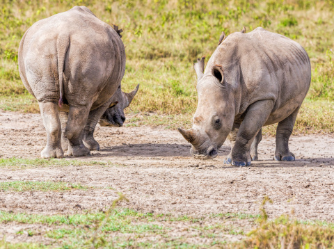 White rhinoceros at Lake Nakuru National Park in Kenya - double horns