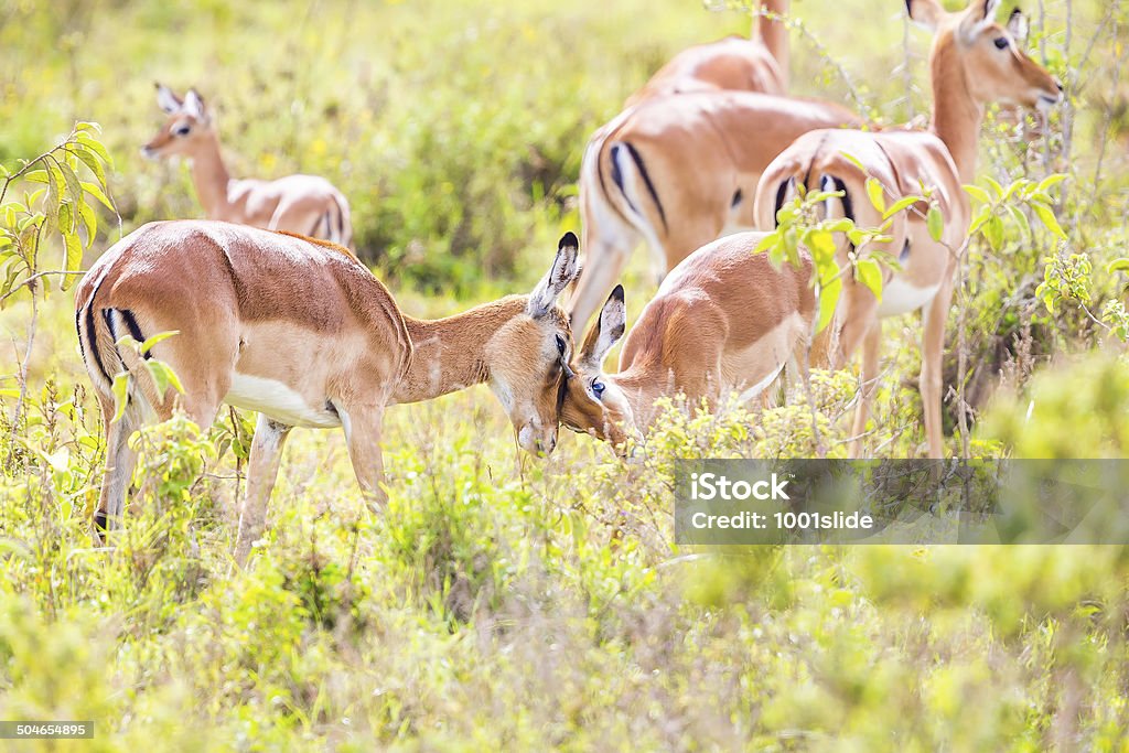 Junge männliche impala mit seiner Mutter-love - Lizenzfrei Afrika Stock-Foto