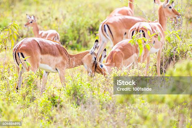 Junge Männliche Impala Mit Seiner Mutterlove Stockfoto und mehr Bilder von Afrika - Afrika, Antilope, Bildschärfe