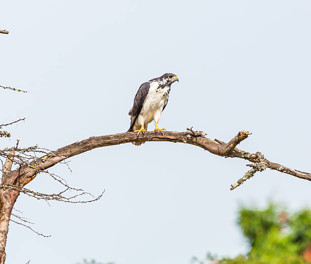 istock Bird-Peregrine falcon 504654897