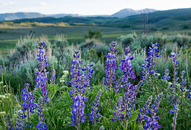 łubin w alpejska łąka - wildflower flower colorado lupine zdjęcia i obrazy z banku zdjęć