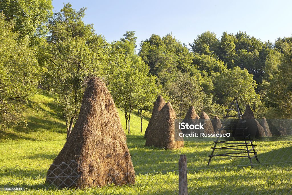 haystacks yard with haystacks in the village Environment Stock Photo