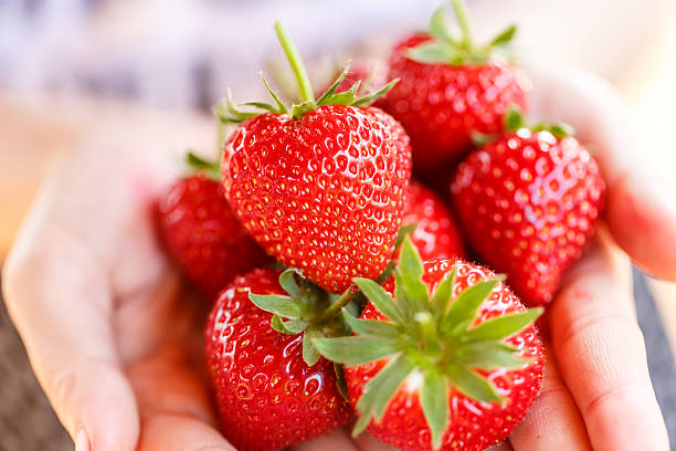 istock Fresh strawberries picked from a strawberry farm 504655769