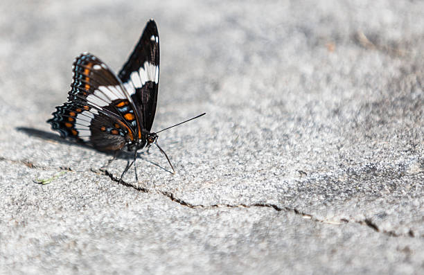 A blue and orange striped metalmark, Blue-and-yellow Beautymark, Ancyluris inca, on rocks at the Rio Chaloyacu in Napo Province, Ecuador