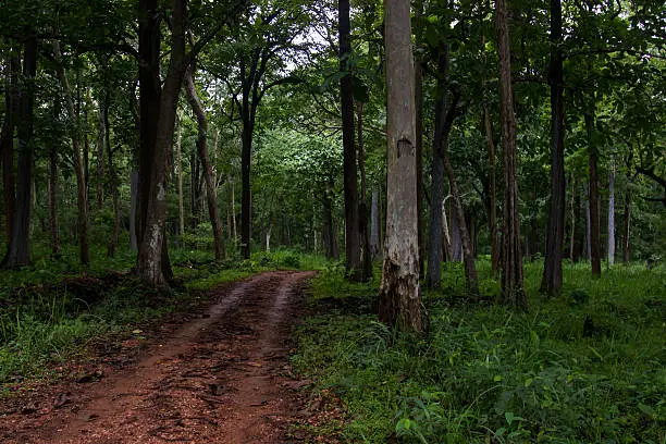 Jungle road as seen on a rainyday.