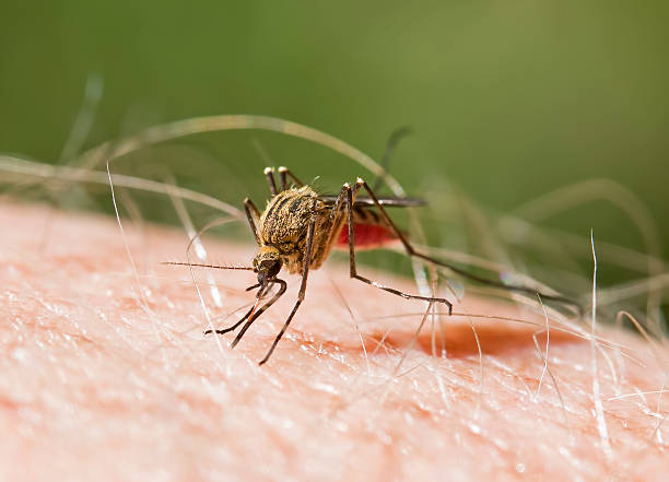 Mosquito Close-up of a mosquito biting ugly animal stock pictures, royalty-free photos & images