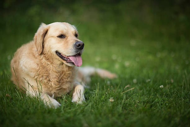 istock Golden retriever lying in the grass very satisfied 504657269