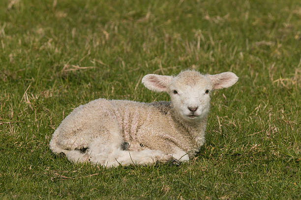 istock newborn lamb on green grass 504657387