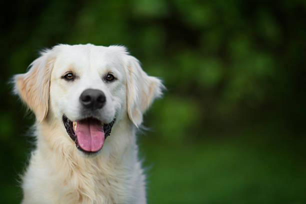 Beautiful young golden retriever
