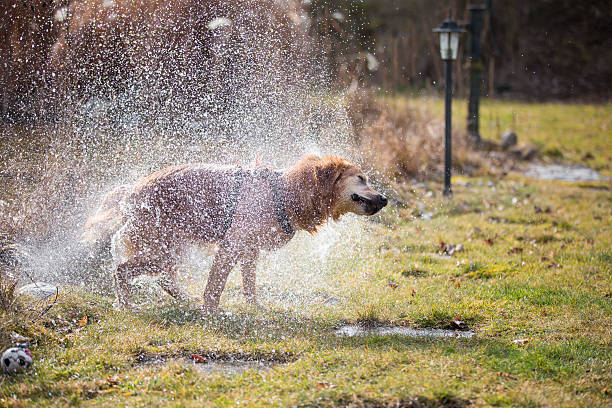 istock Golden retriever shaking off water in lawn 504680139