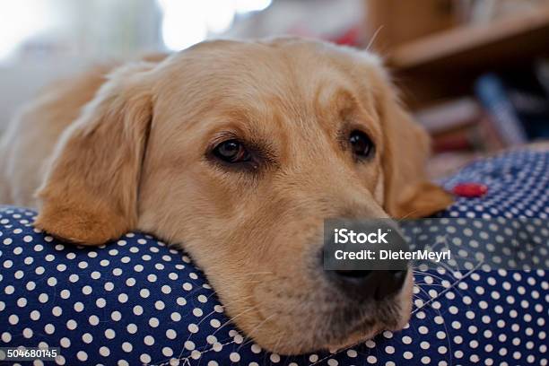 Golden Retriever Cane È Sognare - Fotografie stock e altre immagini di Accogliente - Accogliente, Ambientazione interna, Animale da compagnia