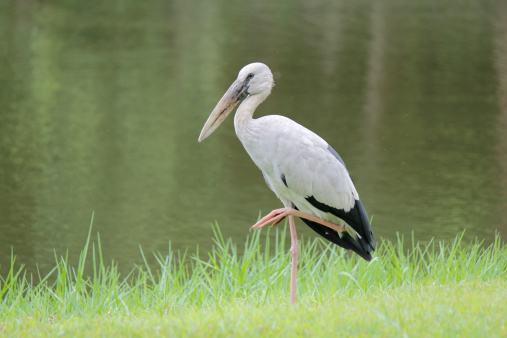 Open-billed stork, Asian openbil