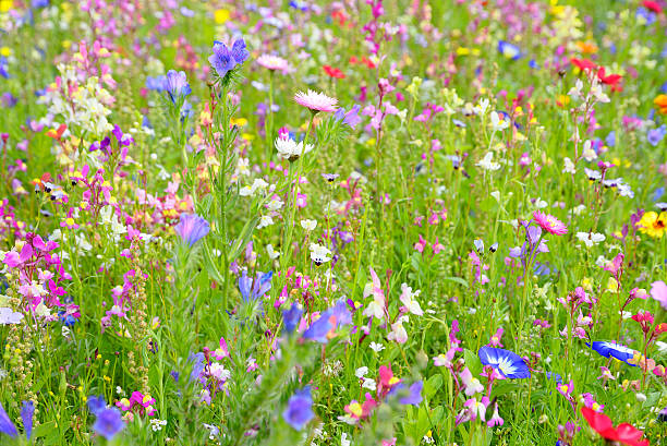 istock Colorful wildflower flower bed 504680567