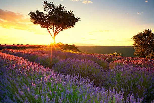 The Lavender route in Provence, France.   With setting sun giving sunburst from behind a tree.