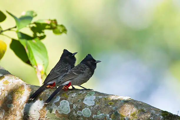 Photo of Couple of Red-vented bulbul bird in Nepal