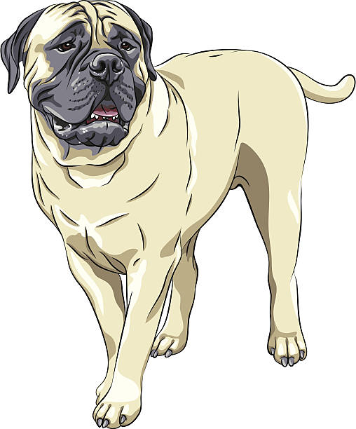 illustrations, cliparts, dessins animés et icônes de vecteur croquis portrait de chien domestique race bullmastiff sta - molosser
